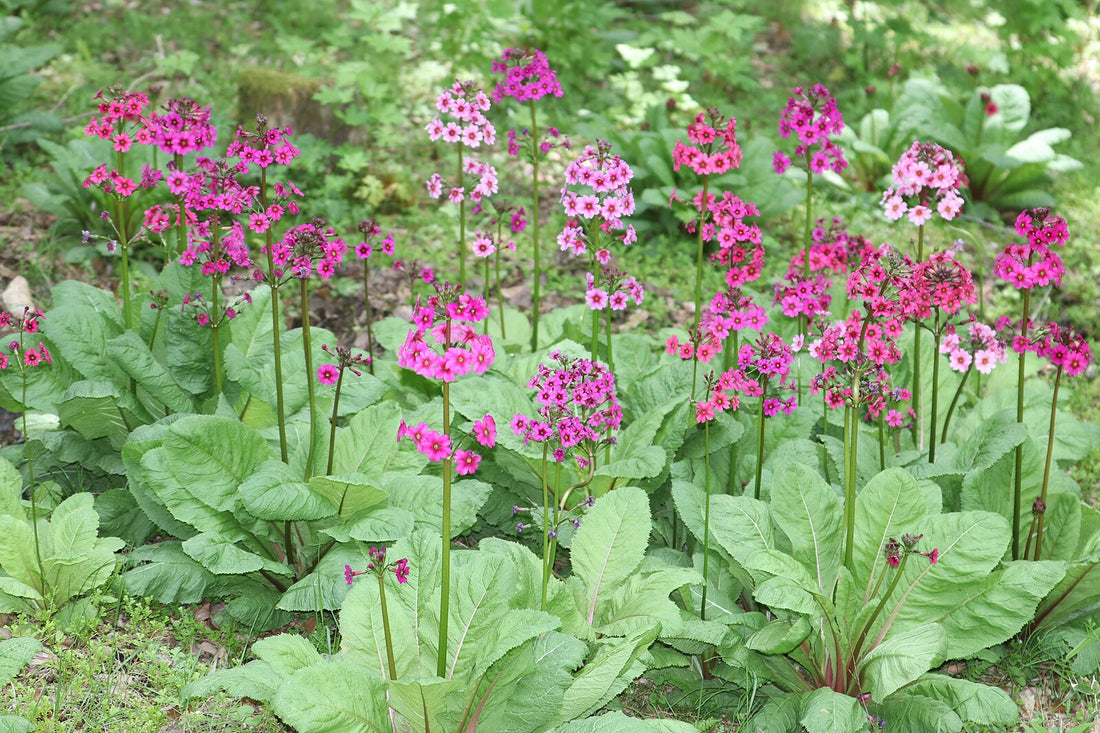 Primula japonica | candelabra primrose