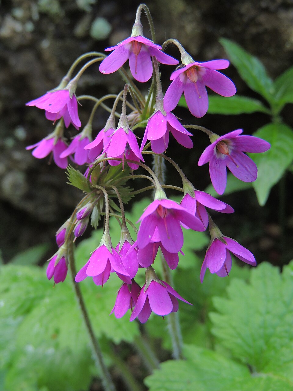 Close-up of pink Cortusa matthioli, commonly known as alpine bells, flowers with green leaves in the background