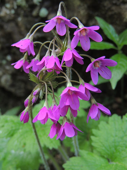 Close-up of pink Cortusa matthioli, commonly known as alpine bells, flowers with green leaves in the background