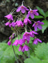Close-up of pink Cortusa matthioli, commonly known as alpine bells, flowers with green leaves in the background