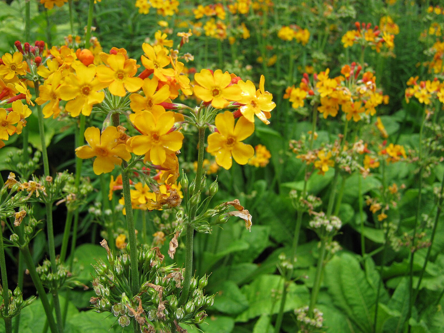 Primula bulleyana (candelabra primrose) en masse