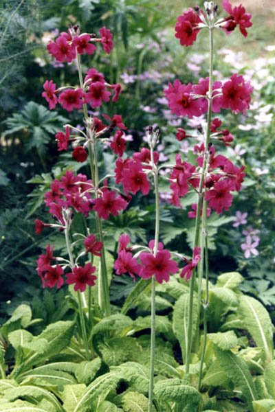 Primula pulverulenta (mealy cowslip)