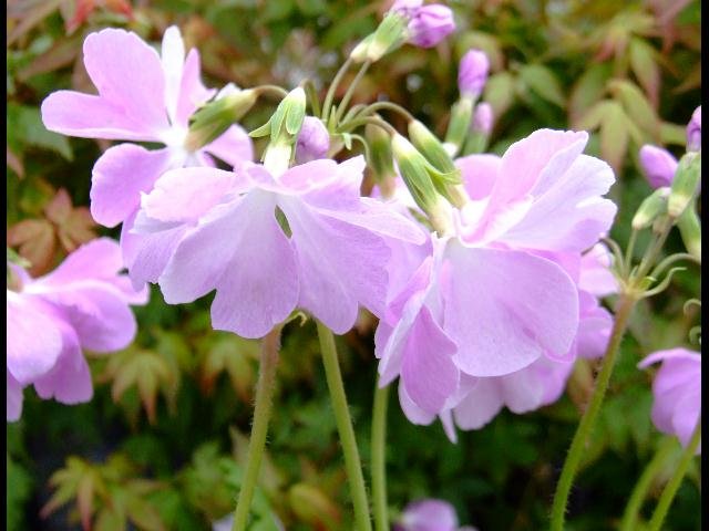 Primula sieboldii (sieblod primrose) flowers