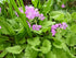 Primula sieboldii (sieblod primrose)