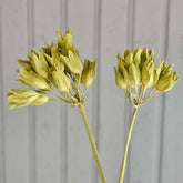 Primula veris (cowslips) seed heads