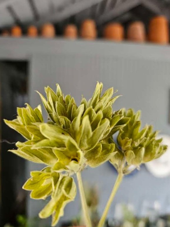 Primula veris (cowslips) dried seed heads