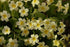 Primula vulgaris (common primrose) in bloom