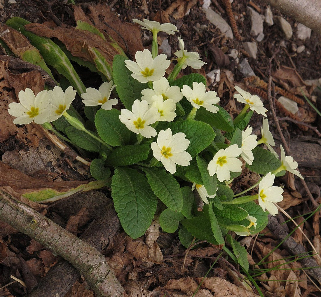 Primula vulgaris (common primrose)