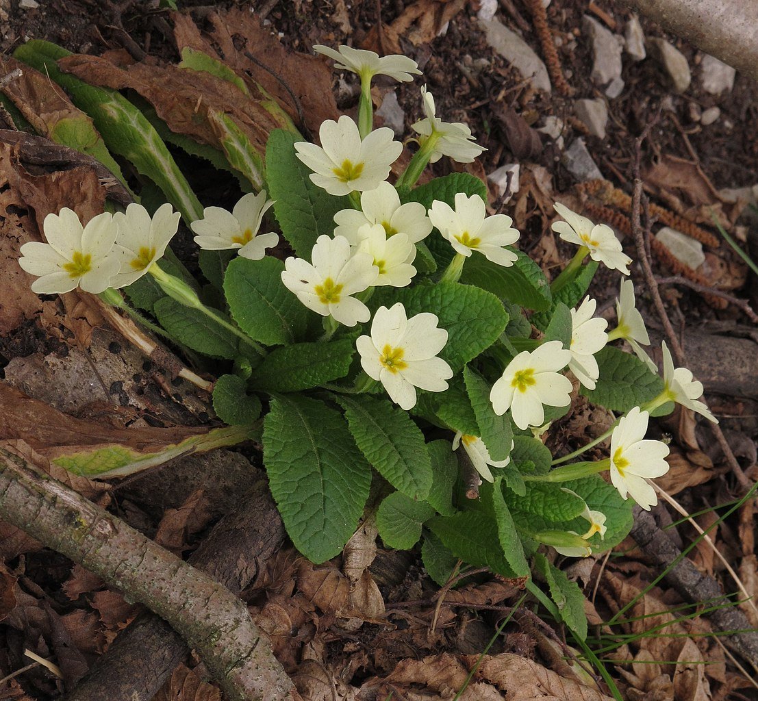 Primula vulgaris (common primrose)