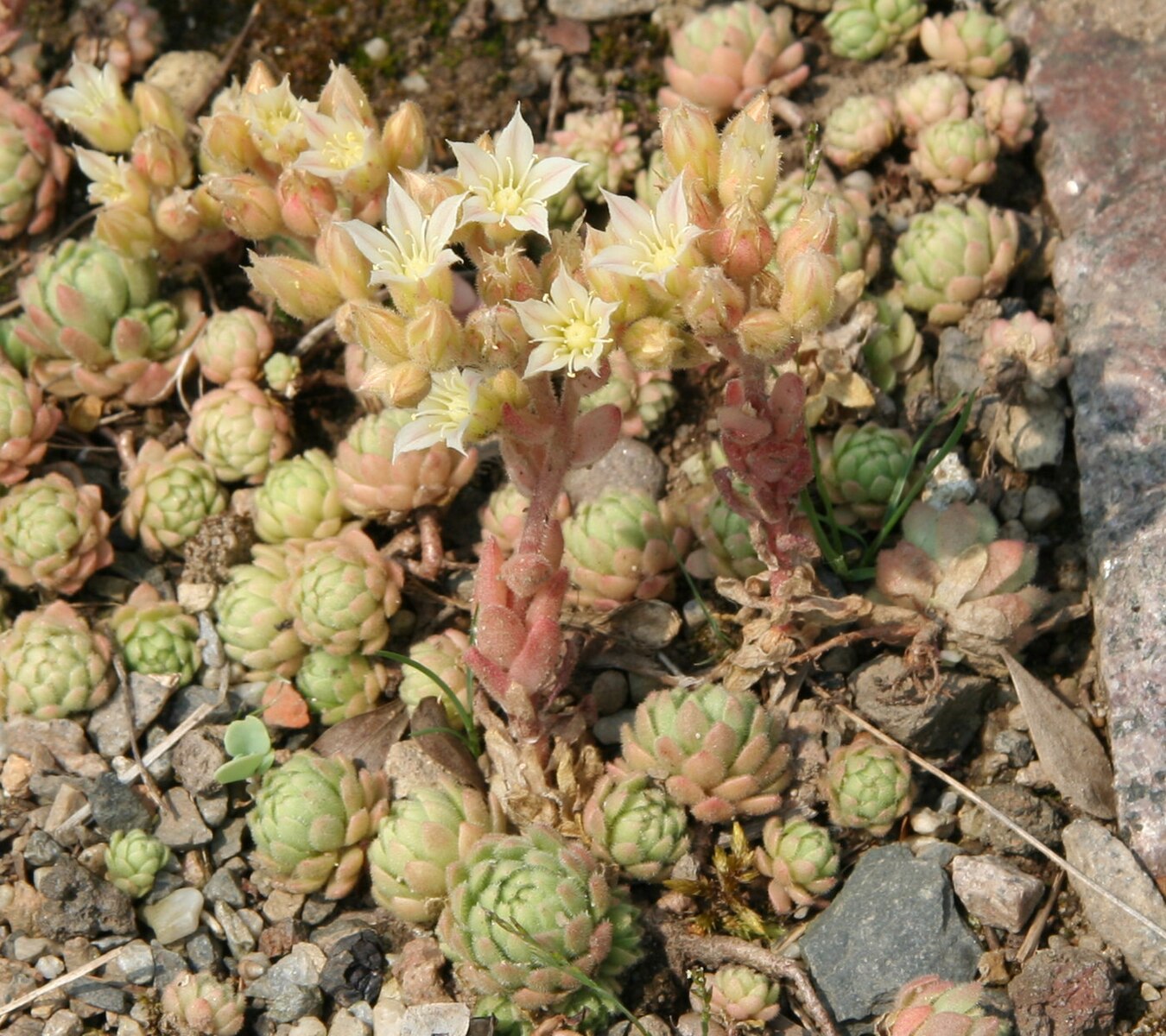 Prometheum chrysanthum