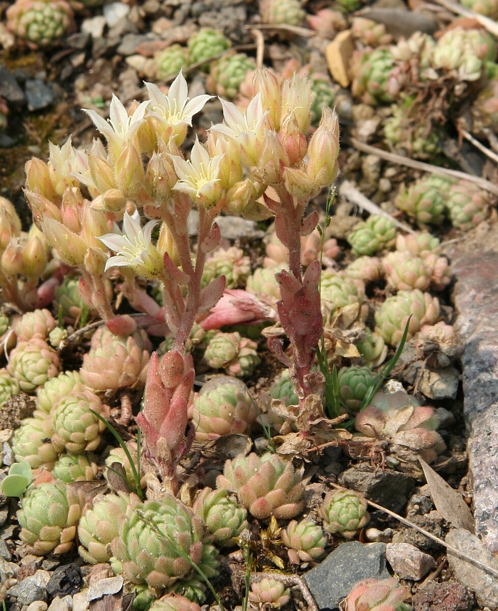 Prometheum chrysanthum blooms