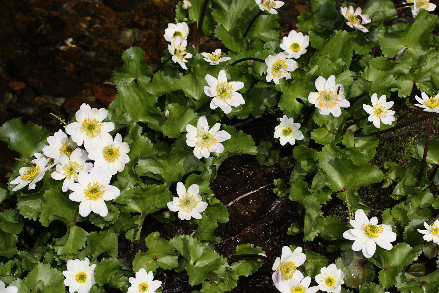 Caltha biflora flowers and foliage