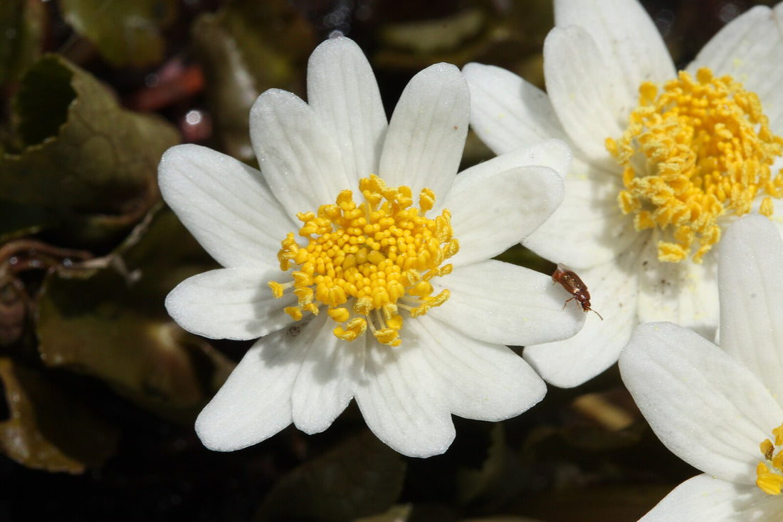 Caltha biflora flowers