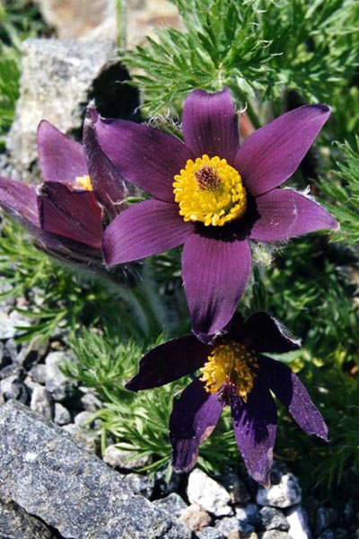 Pulsatilla halleri purple bloom