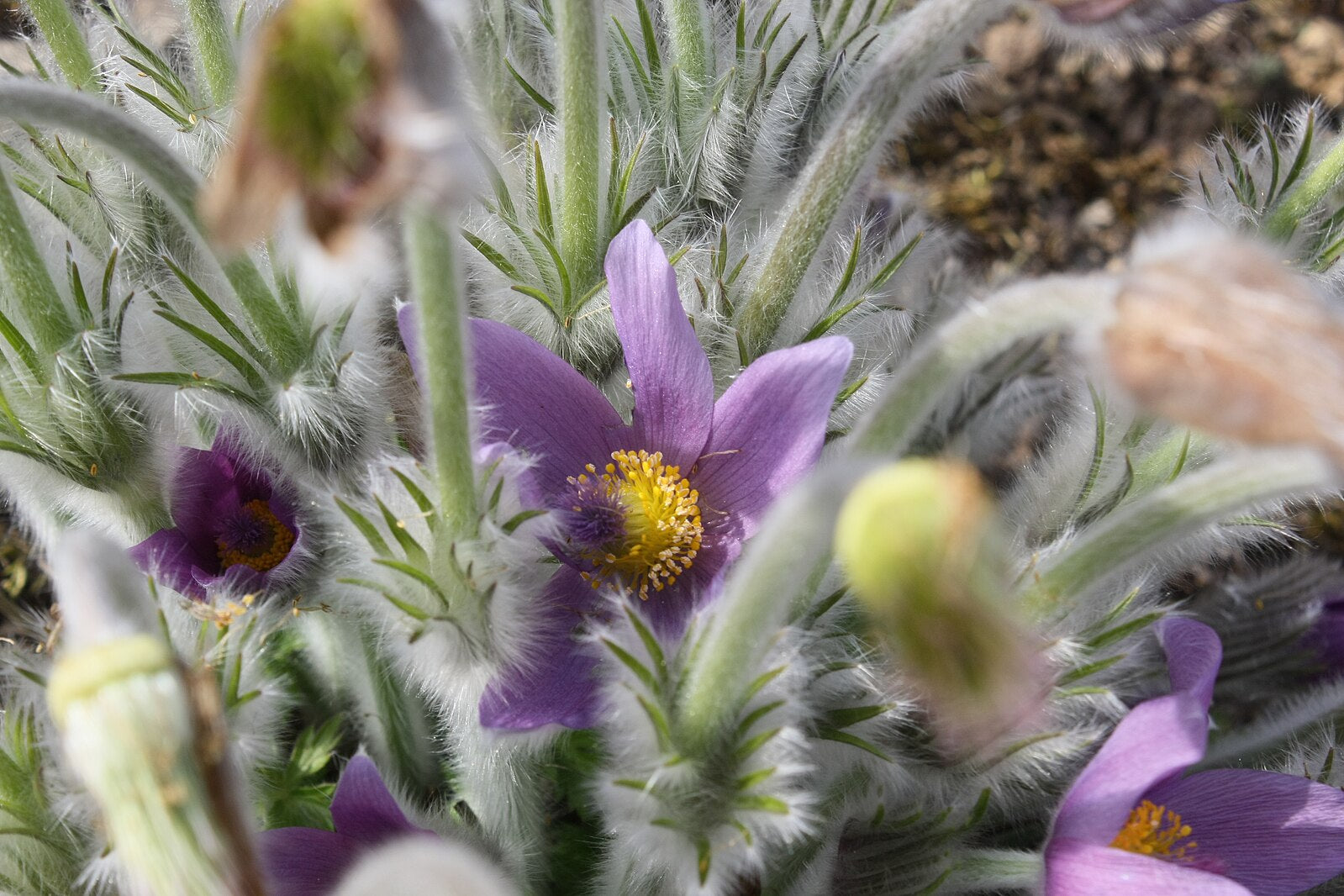 Pulsatilla halleri in bloom
