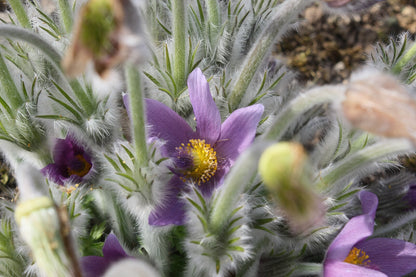 Pulsatilla halleri in bloom