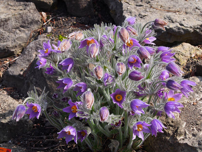 Pulsatilla halleri in full bloom
