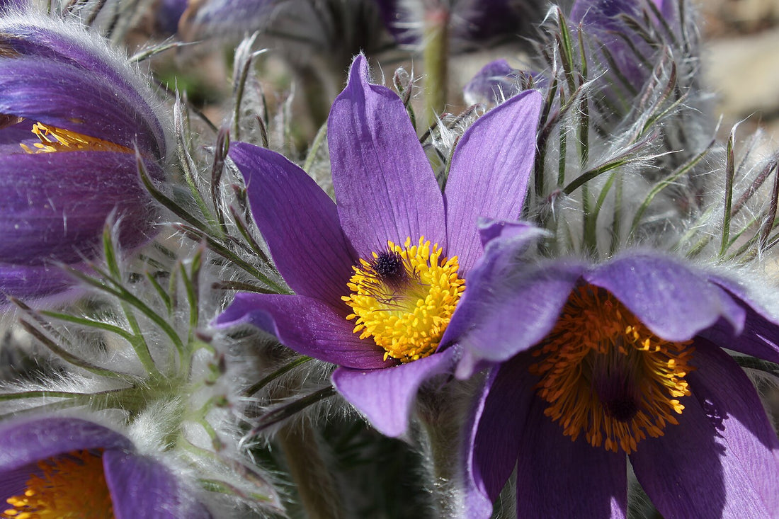 Pulsatilla vulgaris purple bloom