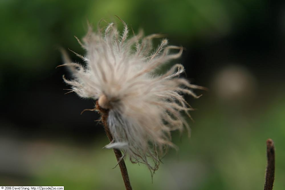 Pulsatilla vulgaris seed head