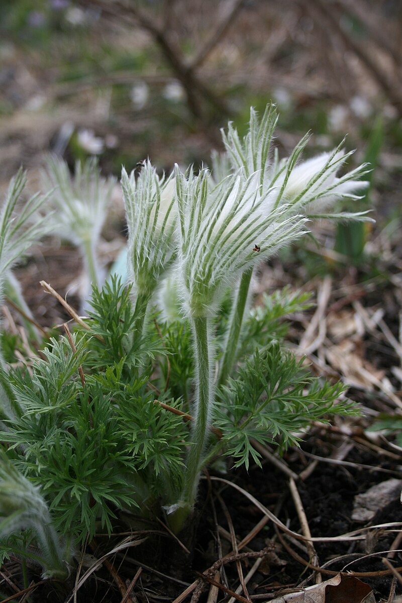 Pulsatilla vulgaris