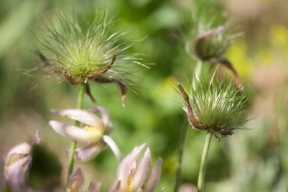 Close up of green Pulsatilla vulgaris &