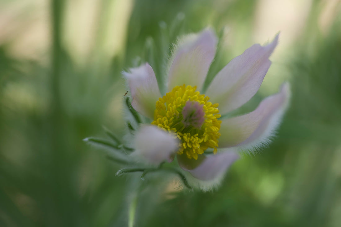 Close up of pale pink Pulsatilla vulgaris &
