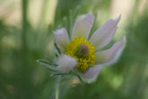Close up of pale pink Pulsatilla vulgaris &