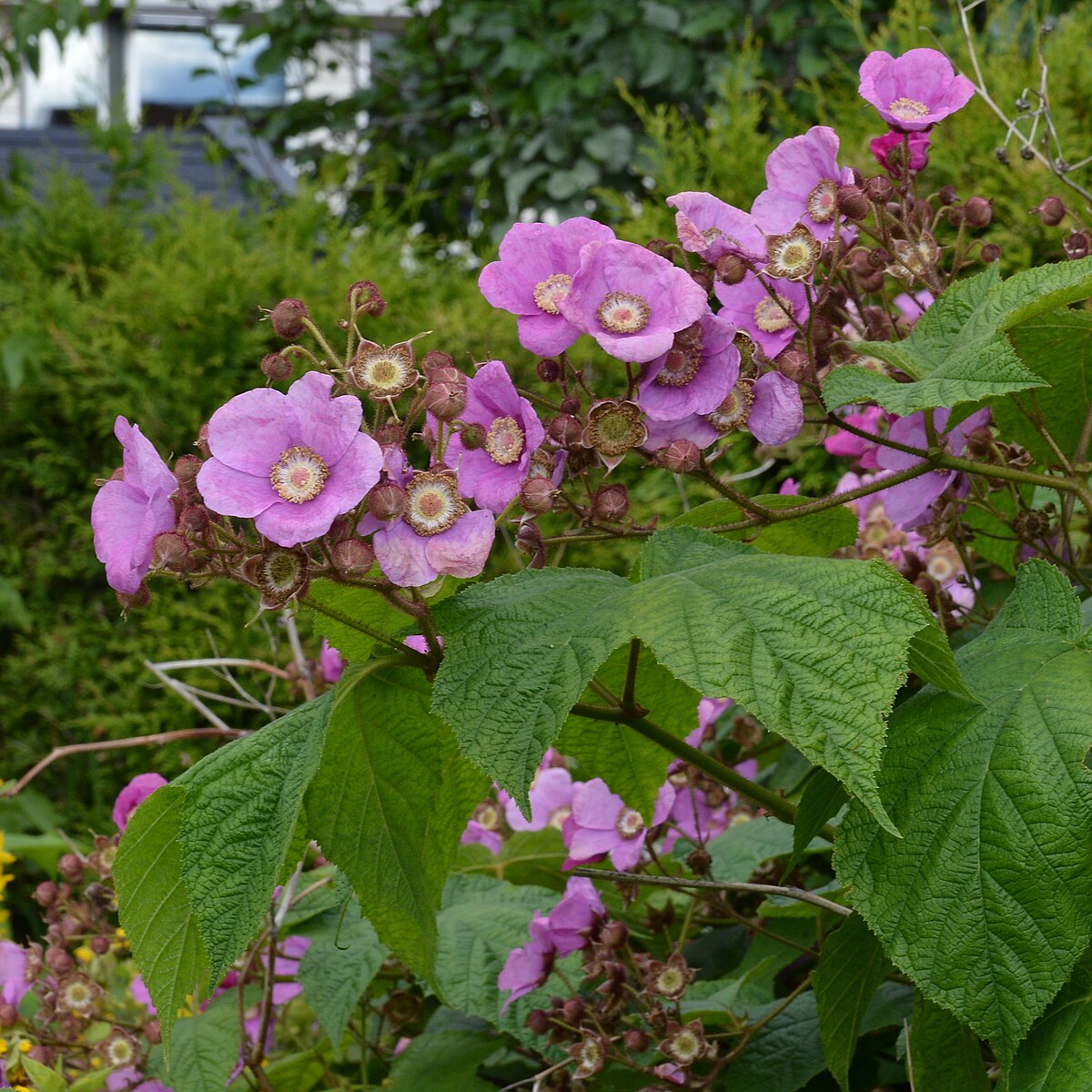 Pink flowers with green leaves  of Rubus odoratus, commonly known as purple-flowered raspberry, in a garden setting