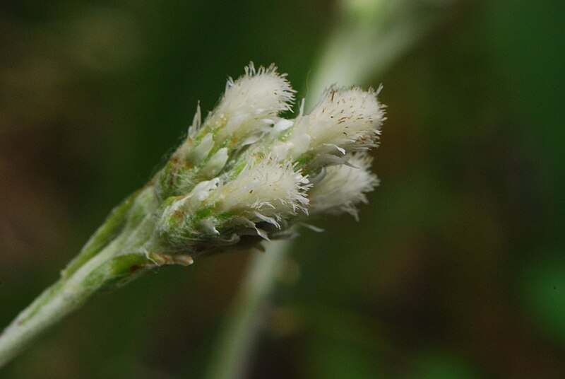 Antennaria neglecta | field pussytoes flower