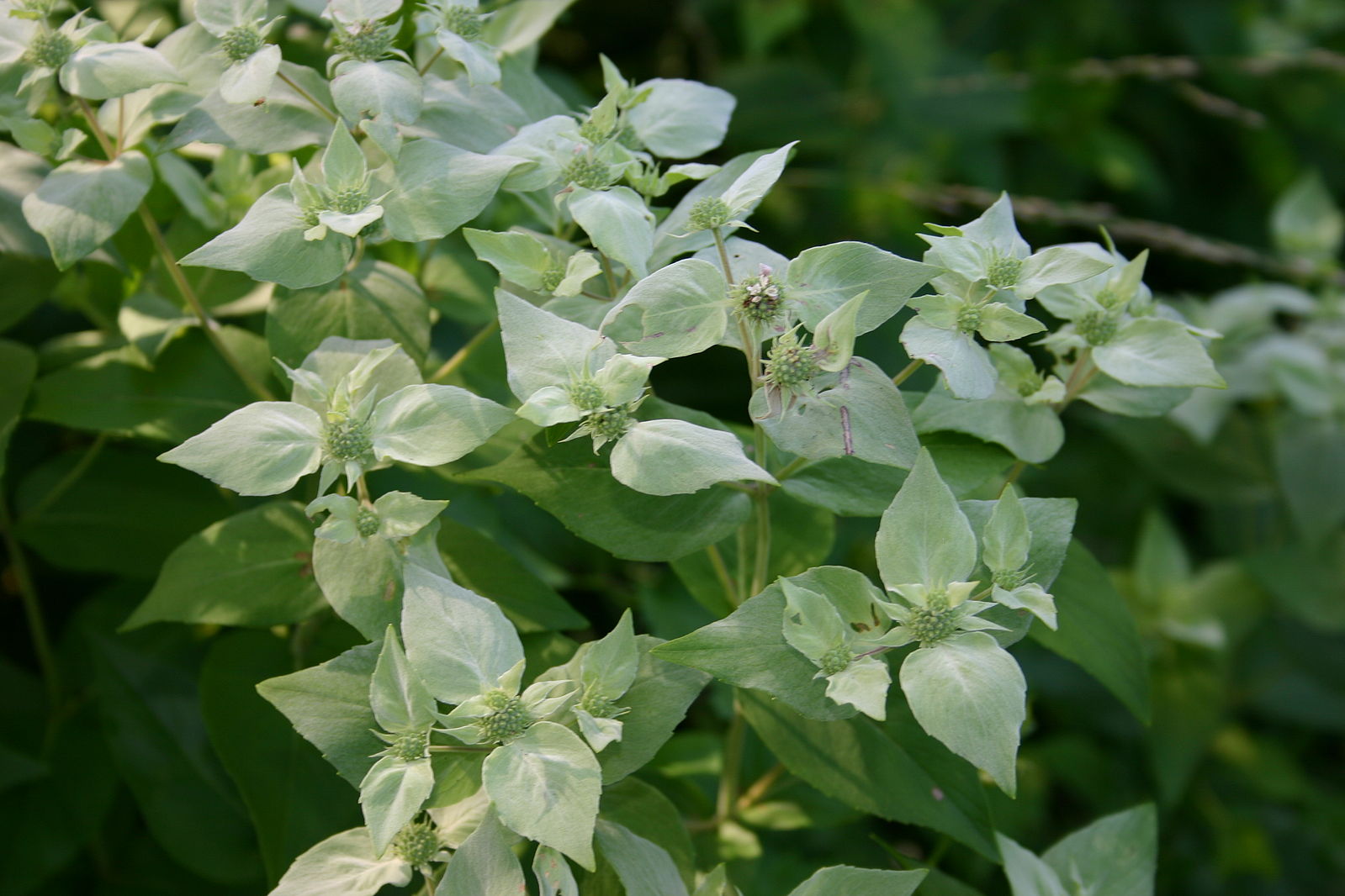 Pycnanthemum muticum  (clustered mountain mint) silvery bracts