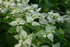 Pycnanthemum muticum  (clustered mountain mint) silvery bracts