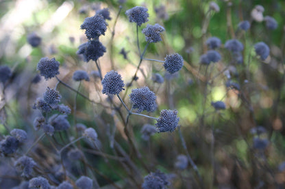 Pycnanthemum muticum  (clustered mountain mint) dried seeds in winter