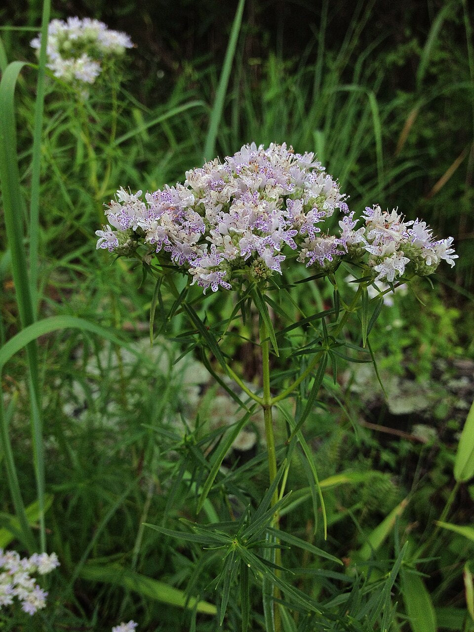 Image of white Pycnanthemum tenuifolium, commonly known as narrowleaf mountain mint, blooming against a green background.
