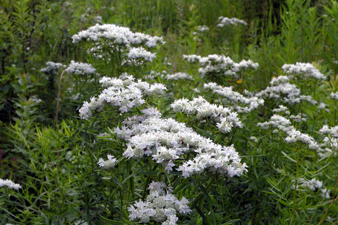 Pycnanthemum pilosum | hairy mountain mint