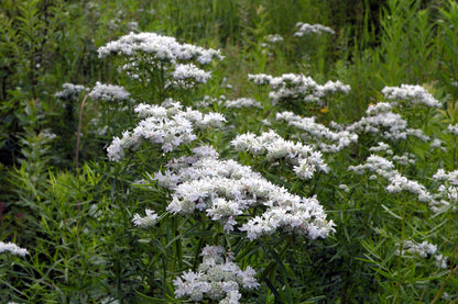 Image of white Pycnanthemum tenuifolium, commonly known as narrowleaf mountain mint, flowers blooming in a field of green plants.