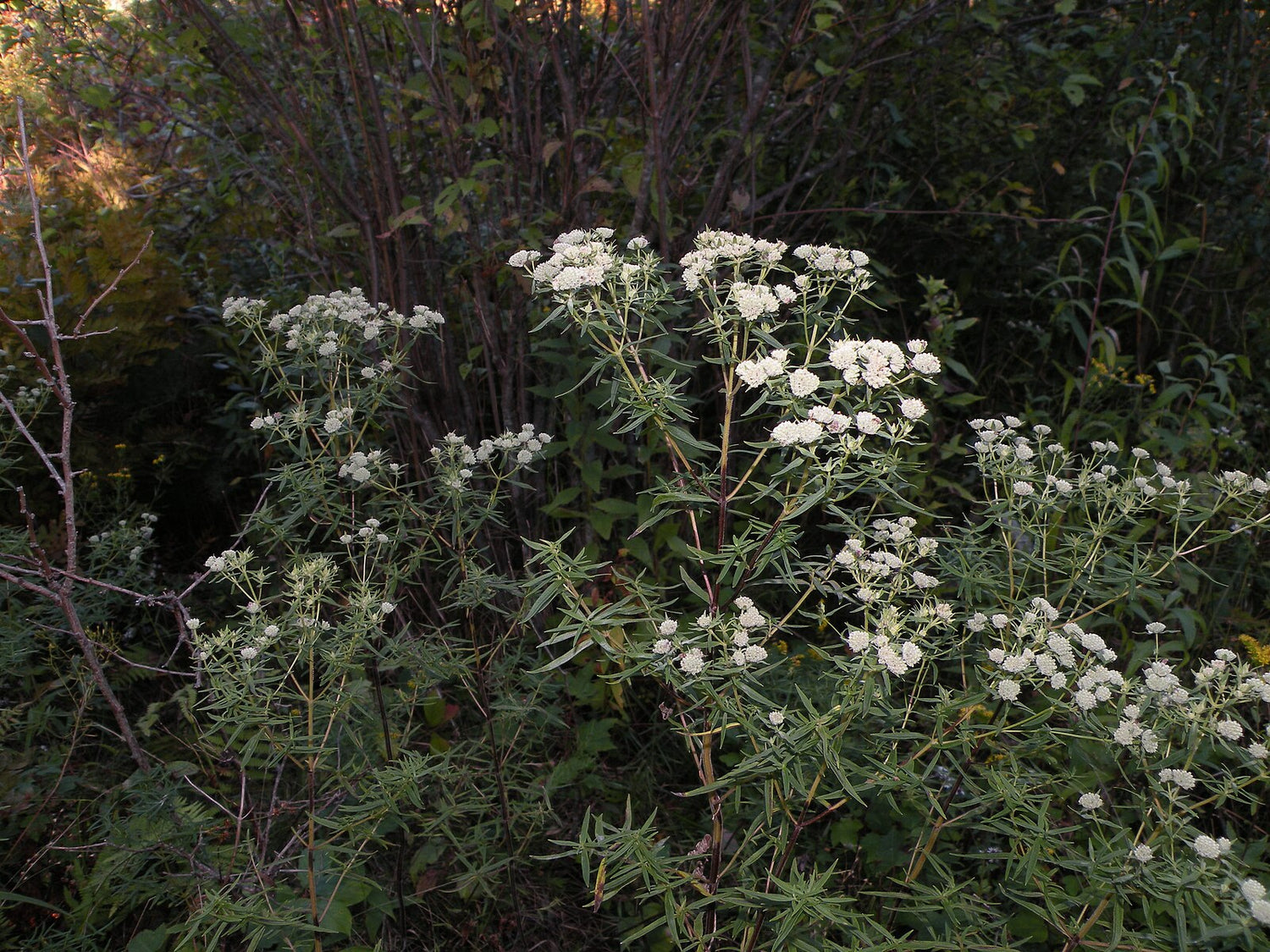 Image of white Pycnanthemum tenuifolium, commonly known as narrowleaf mountain mint, flowers blooming against a dark green background.