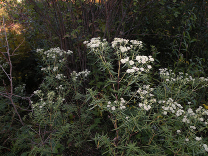 Image of white Pycnanthemum tenuifolium, commonly known as narrowleaf mountain mint, flowers blooming against a dark green background.