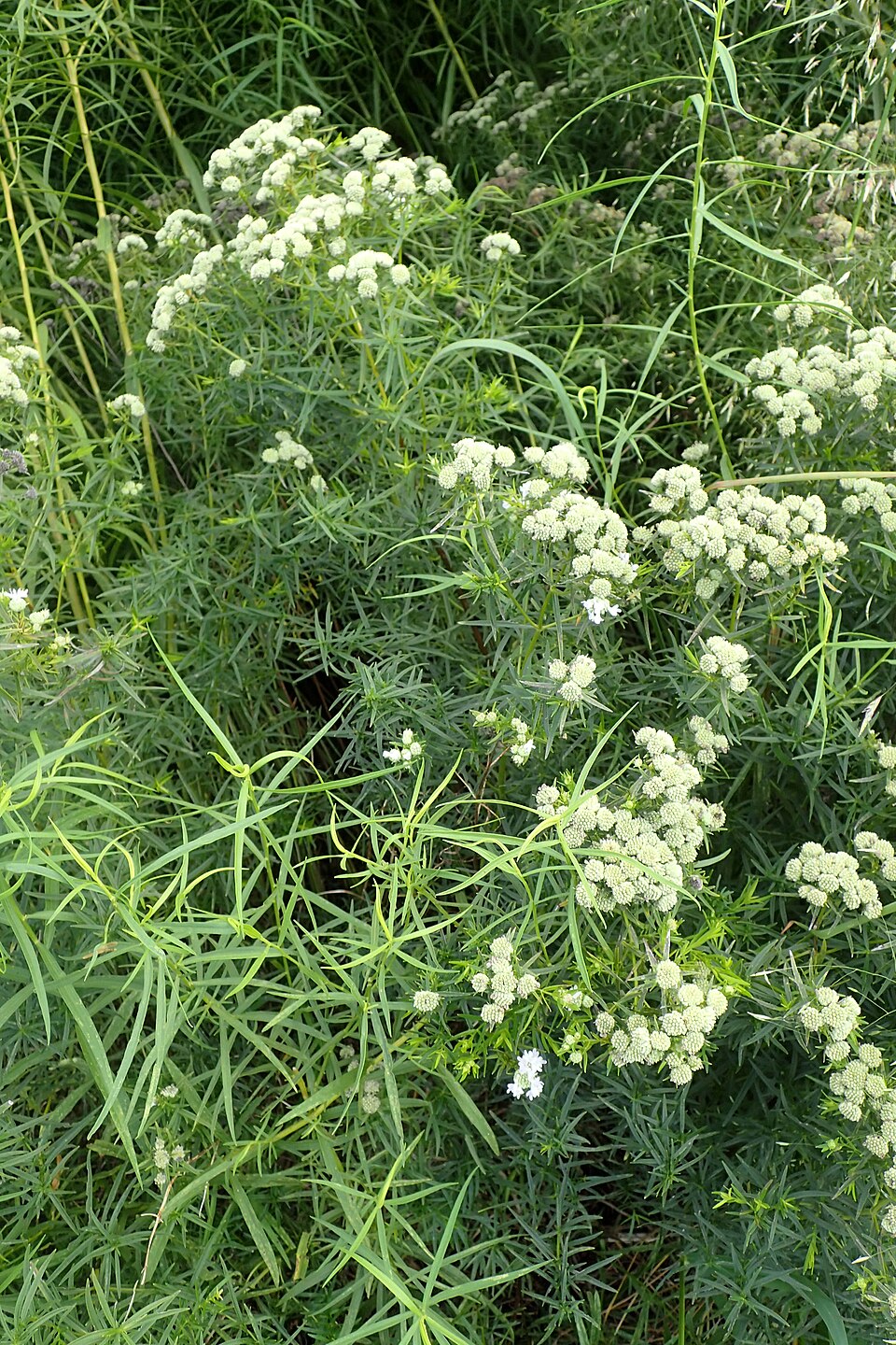 Image of white Pycnanthemum tenuifolium, commonly known as narrowleaf mountain mint, flowers blooming against a light green background.