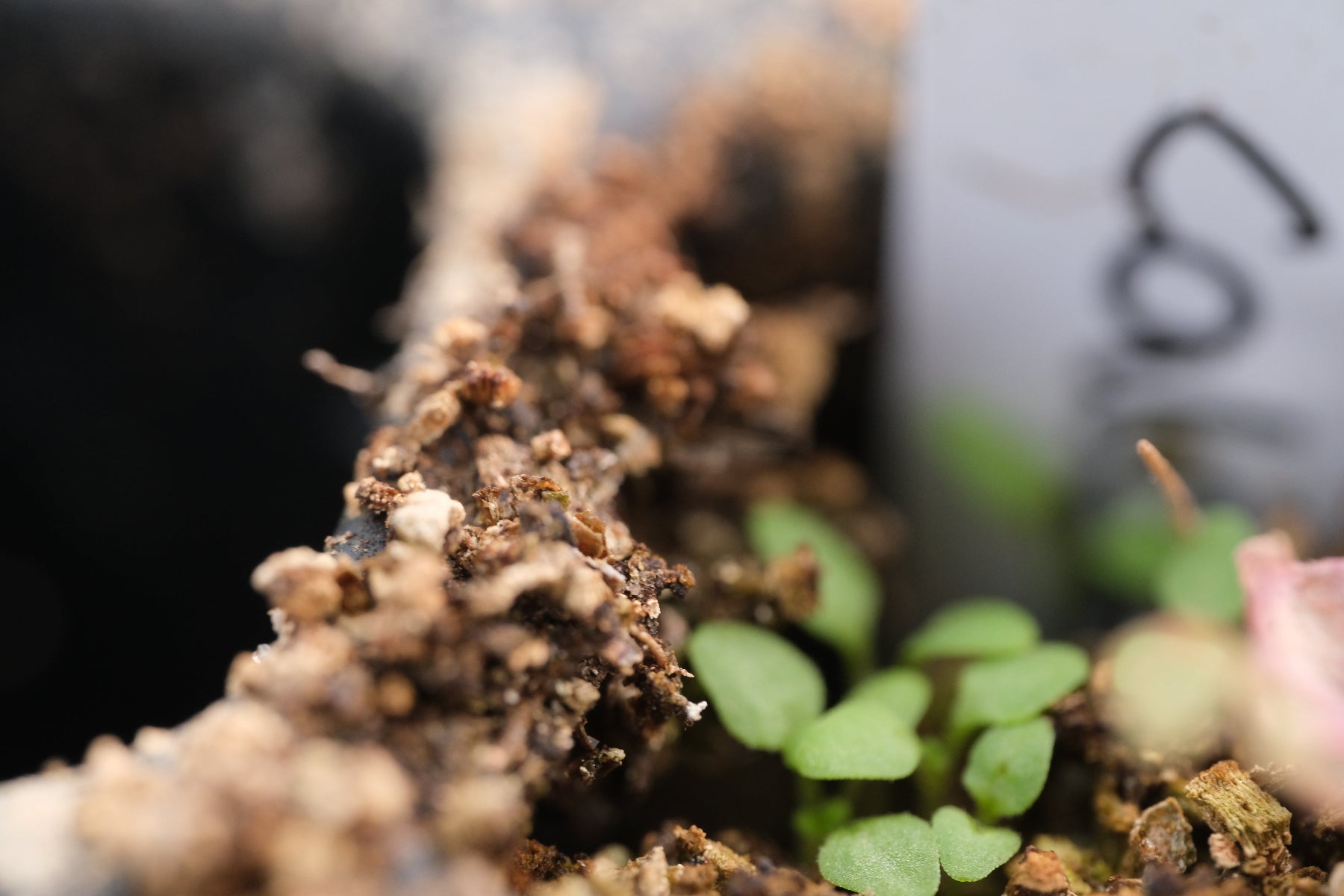 Calceolaria tomentosa seedling
