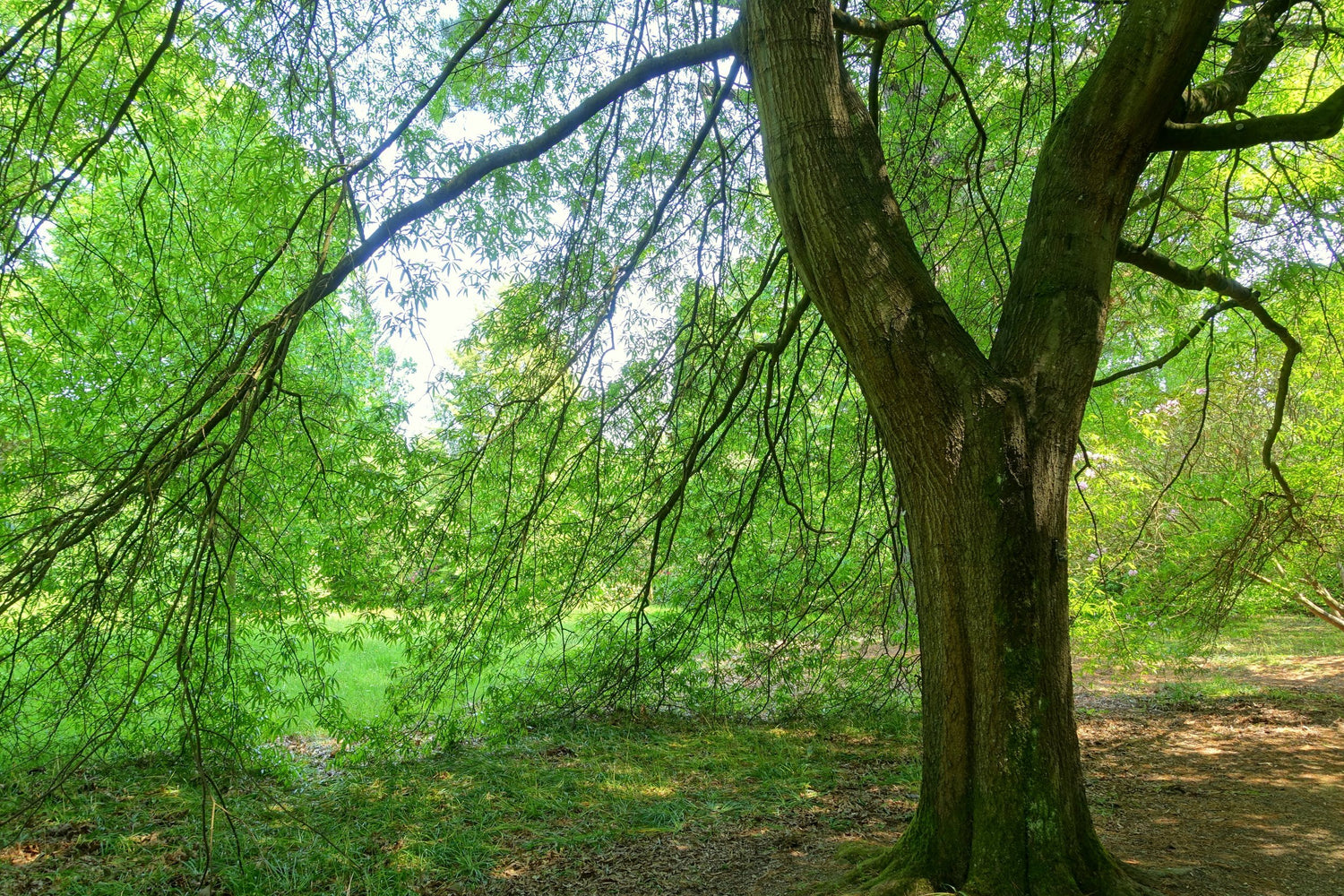 Quercus phellos (willow oak)