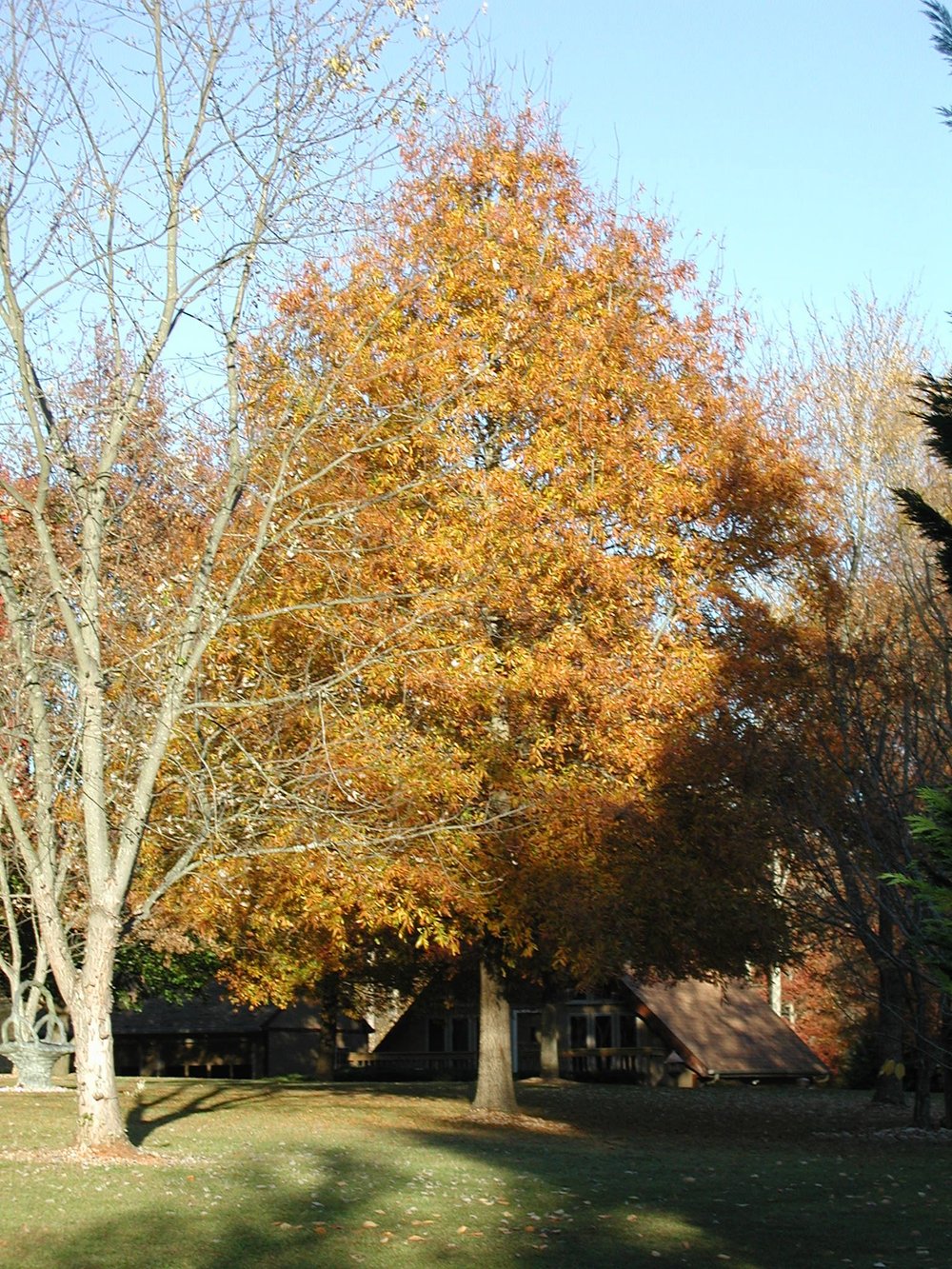 Quercus phellos (willow oak) orange fall foliage