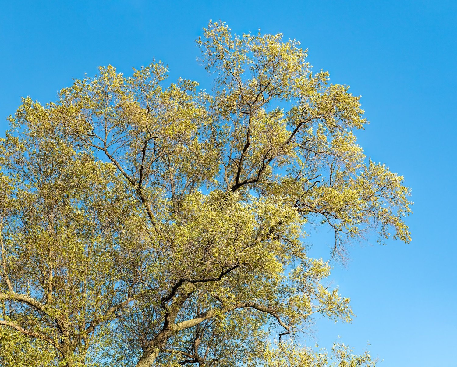 Quercus phellos (willow oak) pale yellow leaves