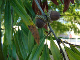 Quercus phellos (willow oak) acorns