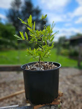 Quercus phellos (willow oak) sale size at The Old Dairy Nursery