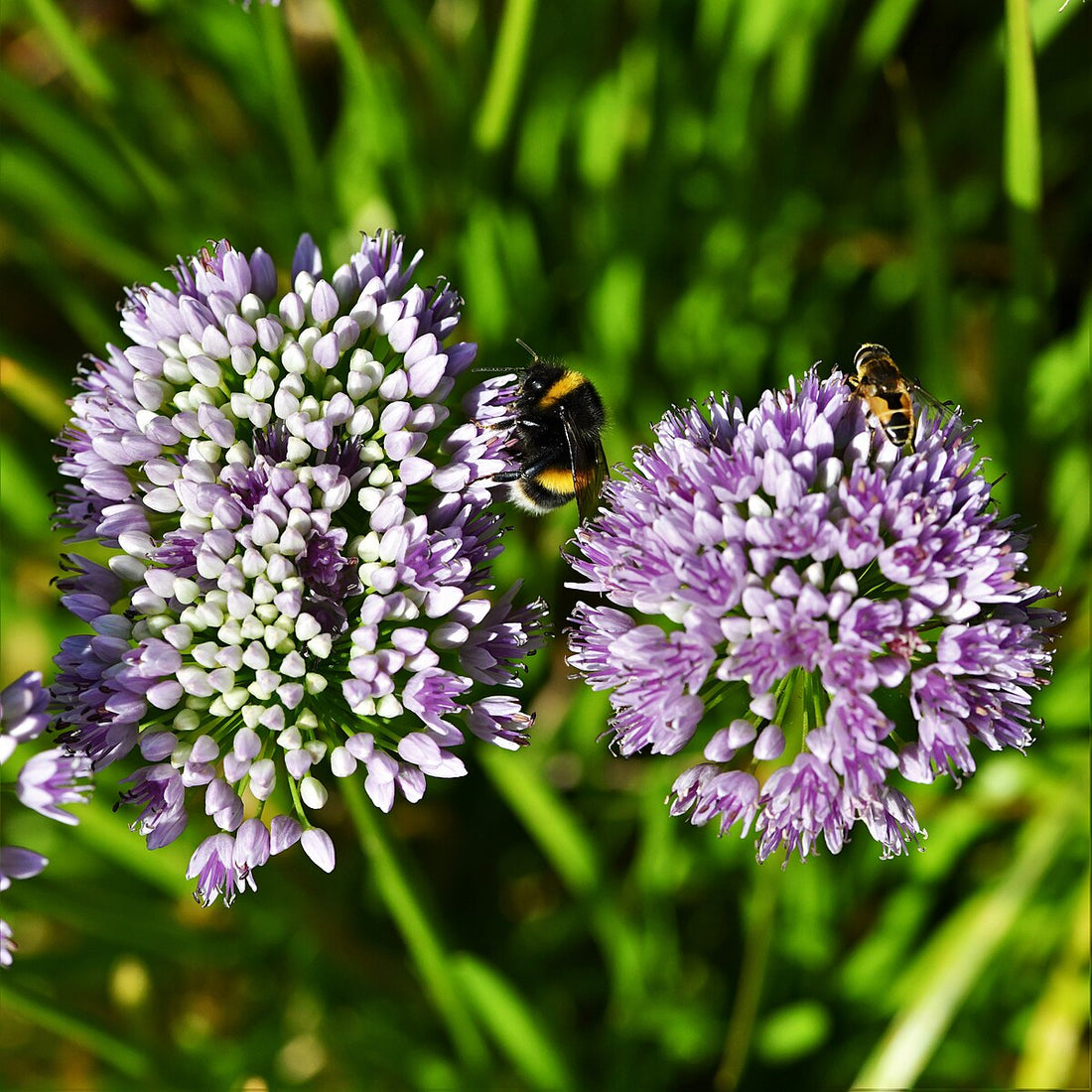 Allium senescens &