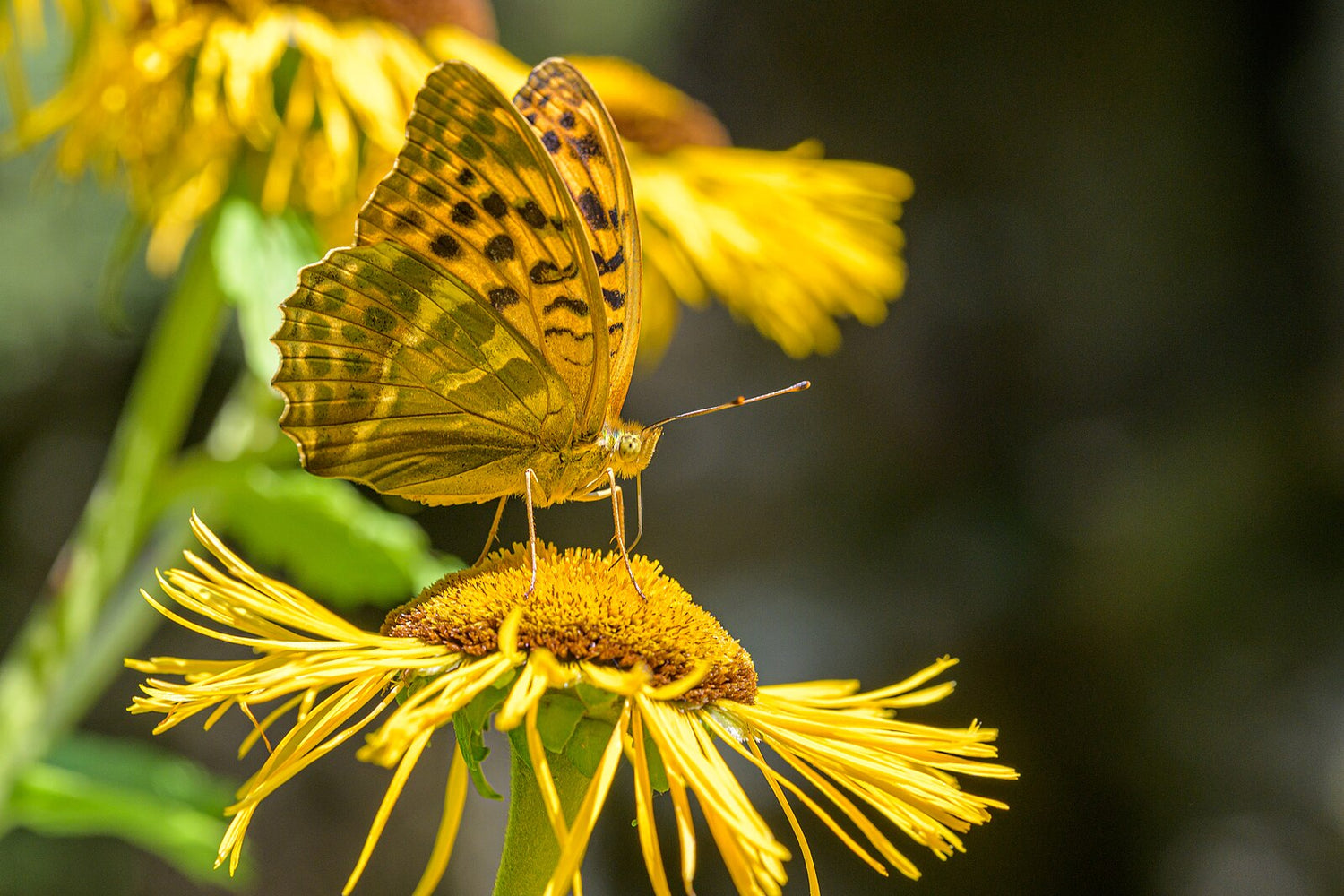 Inula magnifica (magnificent elecampane) with pollinator