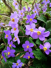 Ramonda myconi (Pyrenean violet) in bloom