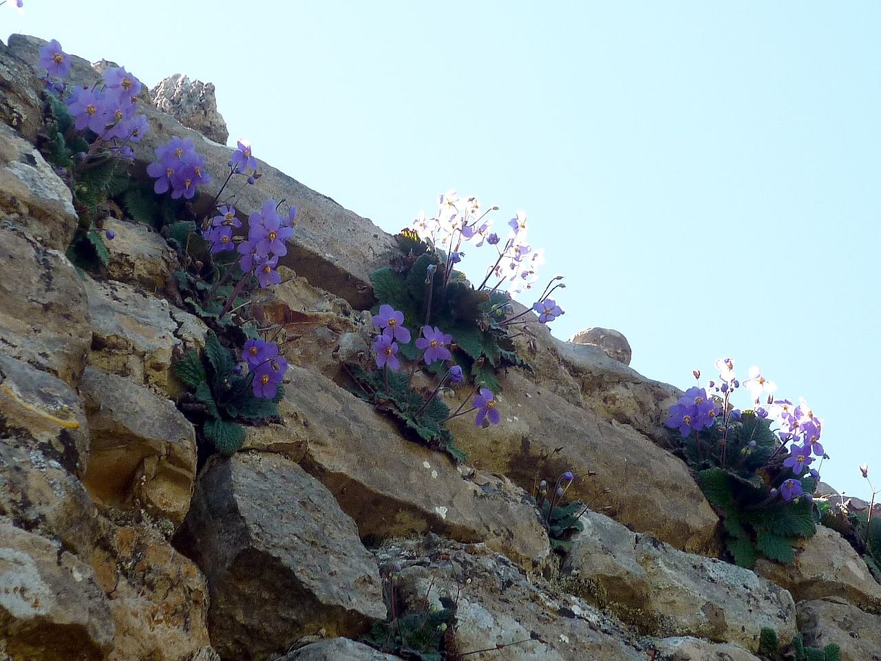 Ramonda myconi (Pyrenean violet) on rocks