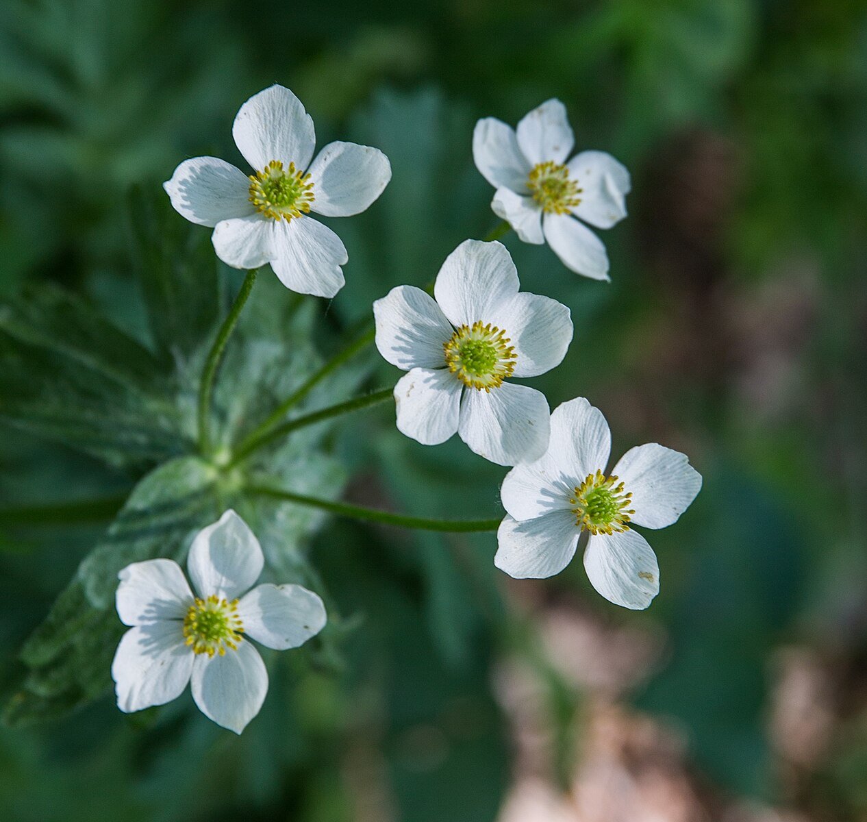 Ranunculus aconitifolius (fair maids of France)