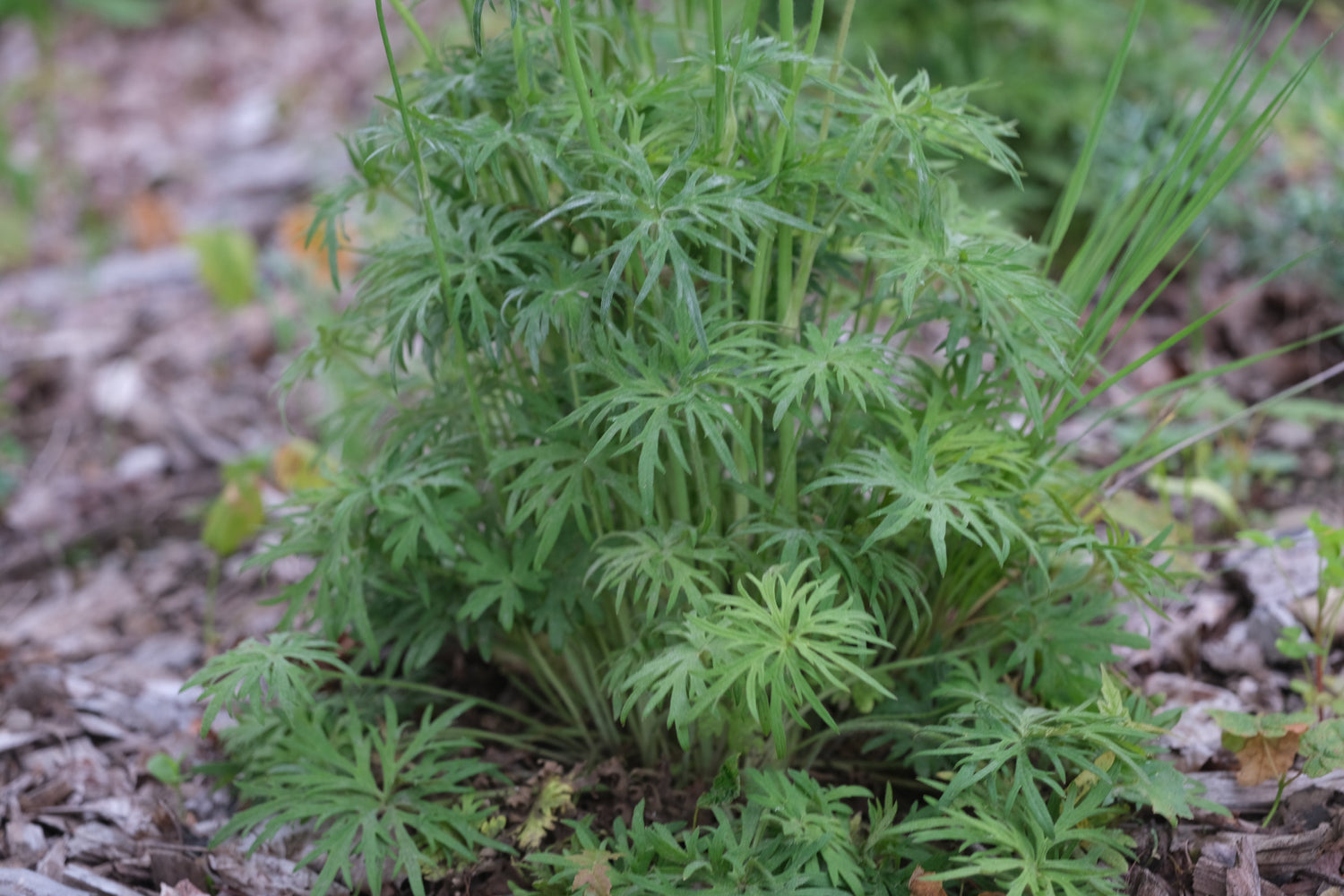 jagged green foliage of Ranunculus acris &